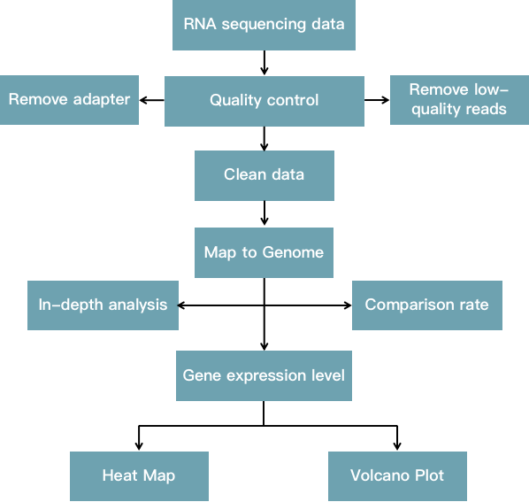 The pipeline of RNA-seq gene expression analysis.